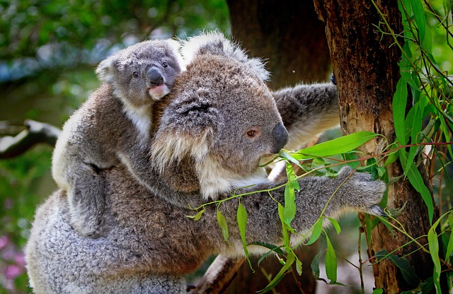 maman koala et son bebe