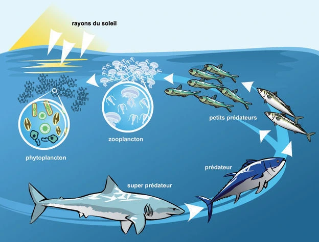 premier maillon de la chaîne alimentaire marine