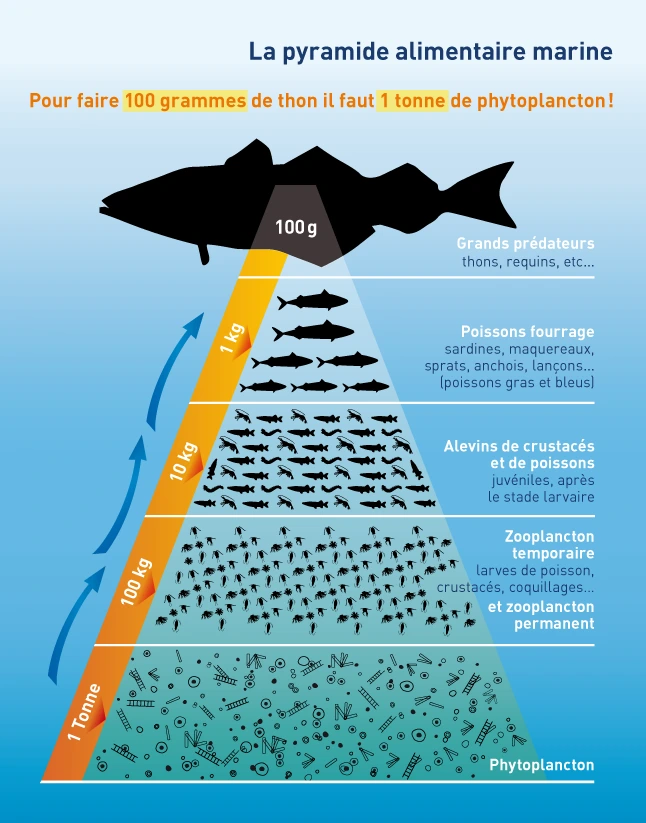 chaîne alimentaire marine